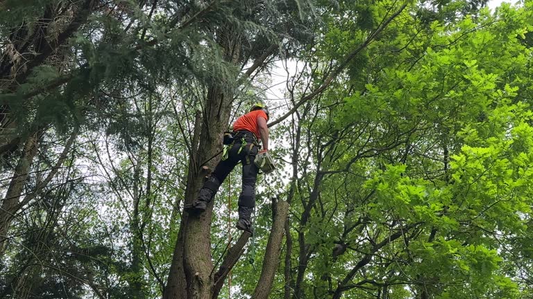 Best Commercial Tree Services  in Black Point Green Point, CA