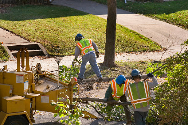 Best Tree Disease Treatment  in Black Point Green Point, CA